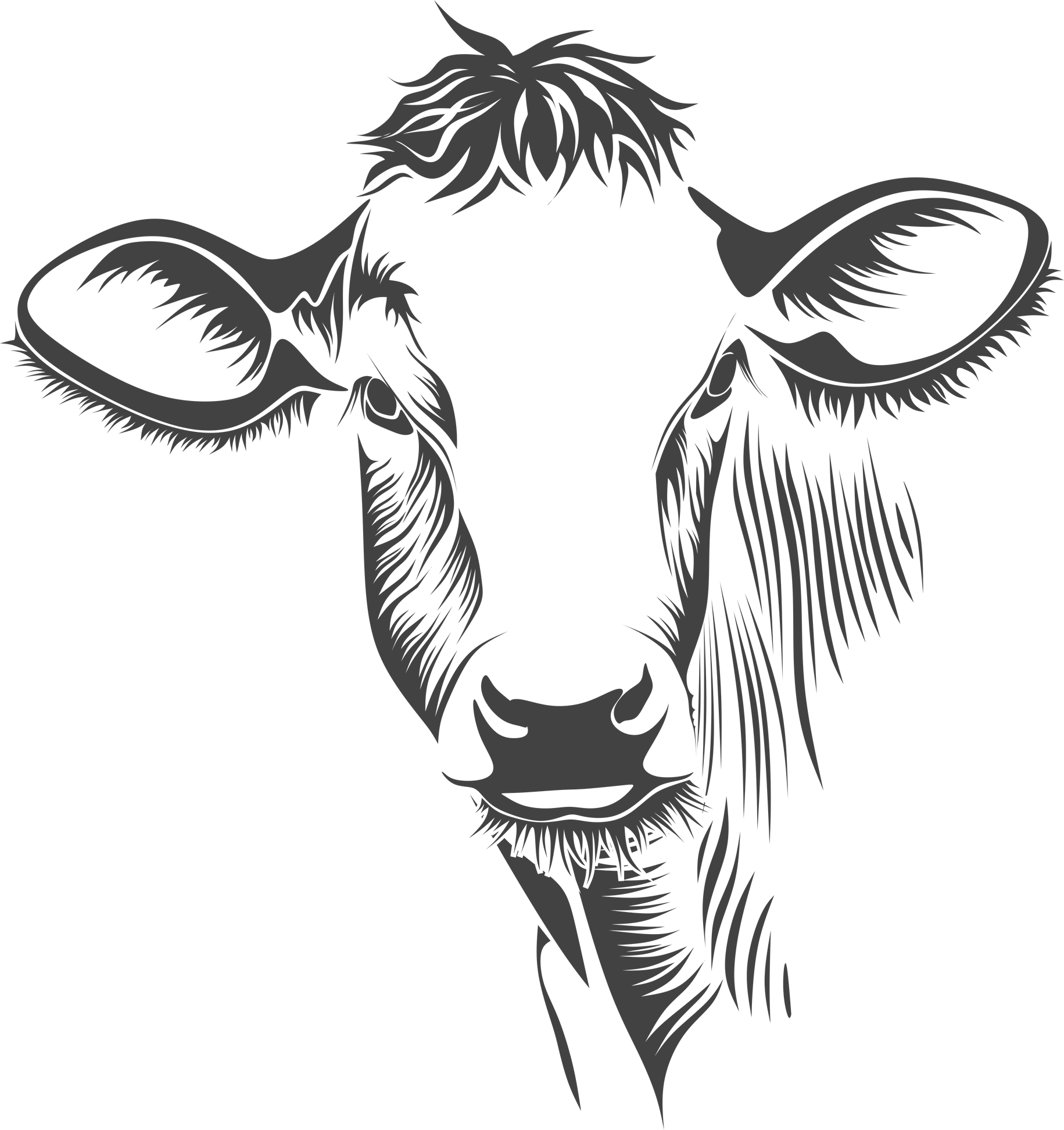 Cattle Head Illustration 